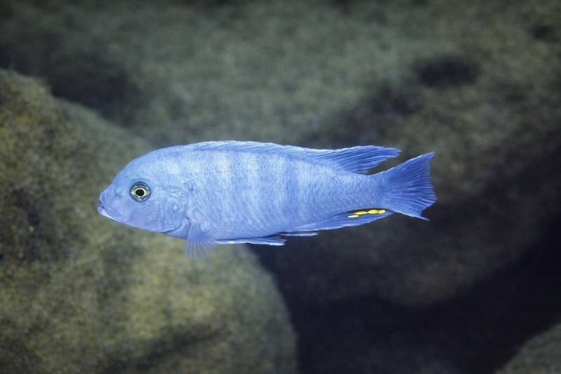 Maylandia zebra 'Ndumbi Point'